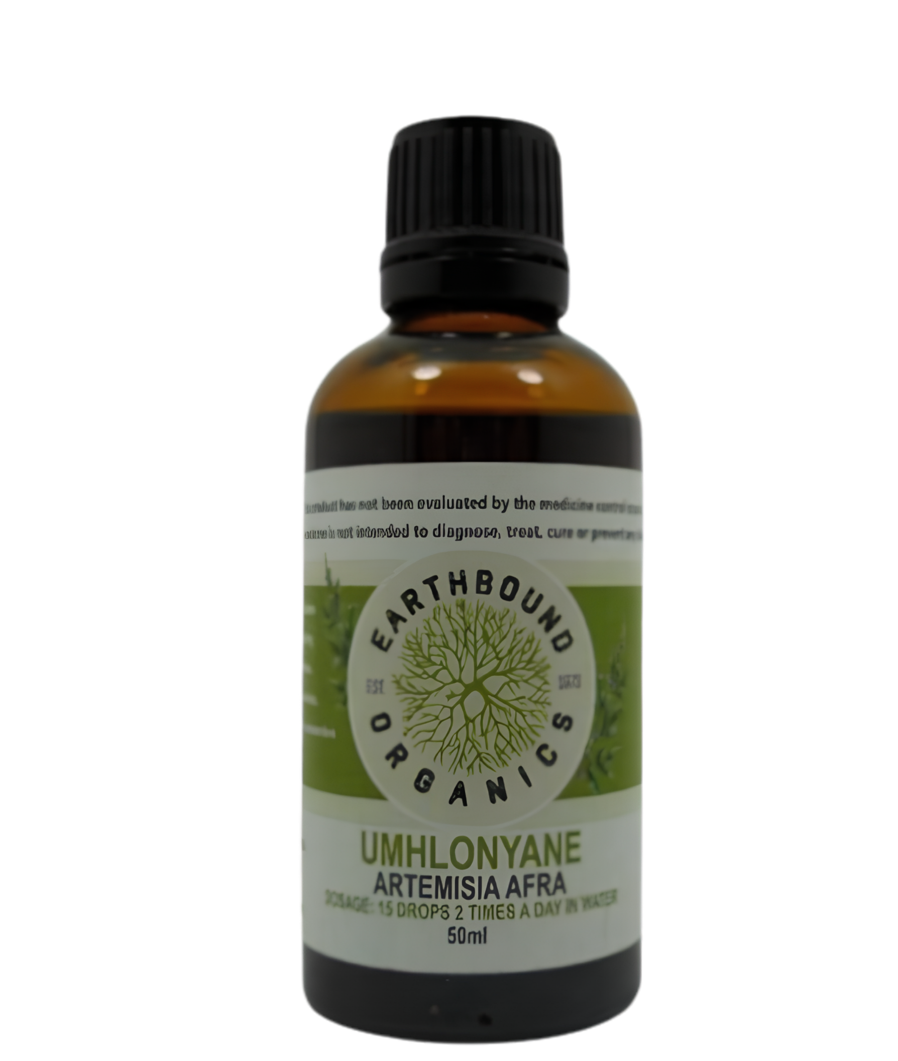 Artemisia Afra