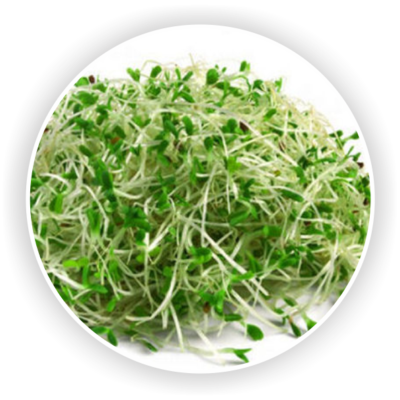 Alfalfa